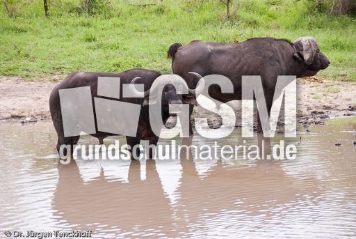 Afrikanischer Büffel (45 von 102).jpg